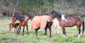 Achavandra Horses