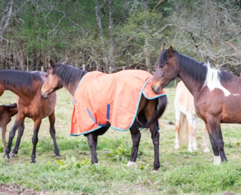 Achavandra Horses